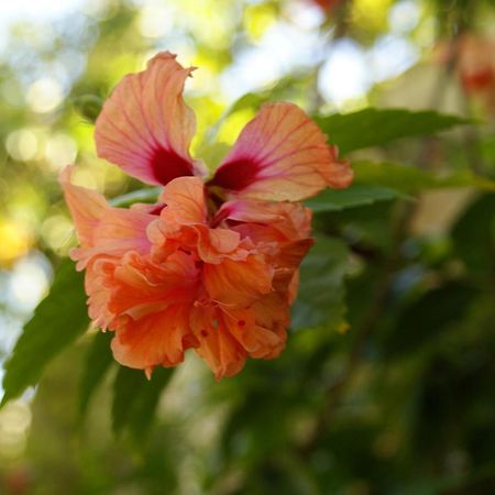 Hostal Casaluna San Andres Екстериор снимка